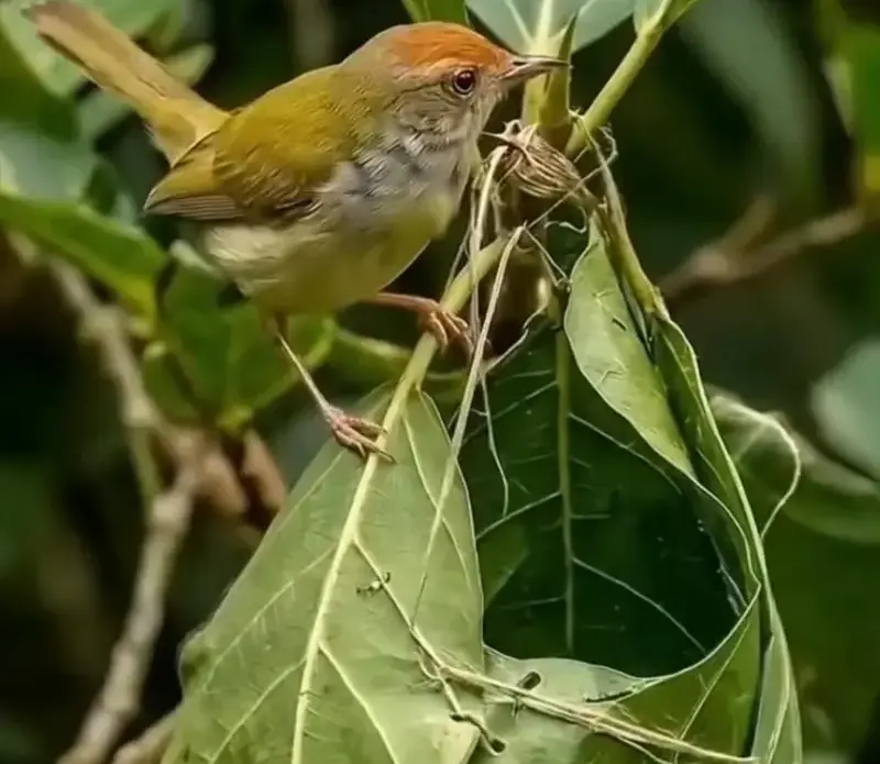 L’Uccello Tessitore: chi è il piccolo architetto della natura