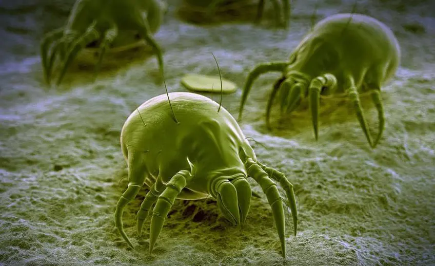 Il mondo invisibile: quali sono gli animali microscopici ma decisivi