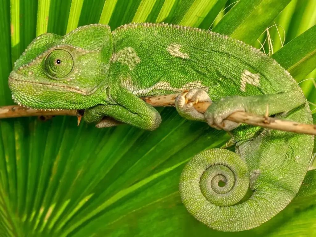 Perché i camaleonti cambiano colore (non solo per mimetizzarsi)