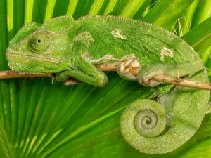 Perché i camaleonti cambiano colore (non solo per mimetizzarsi)