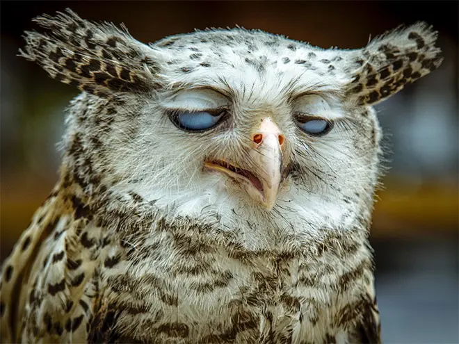 Animali “brilli”: quando la natura serve cocktail senza volerlo