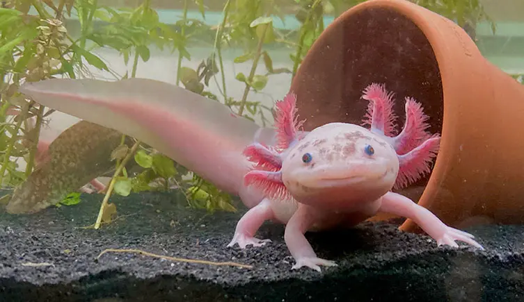 Gli animali più strani che esistono davvero: axolotl, pesce blob, talpa dal muso stellato, aye-aye e saiga