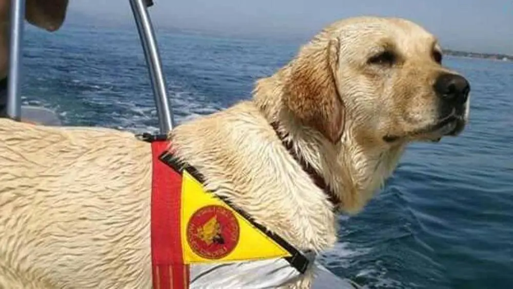 Animali eroici: salvataggi e comportamenti sorprendenti