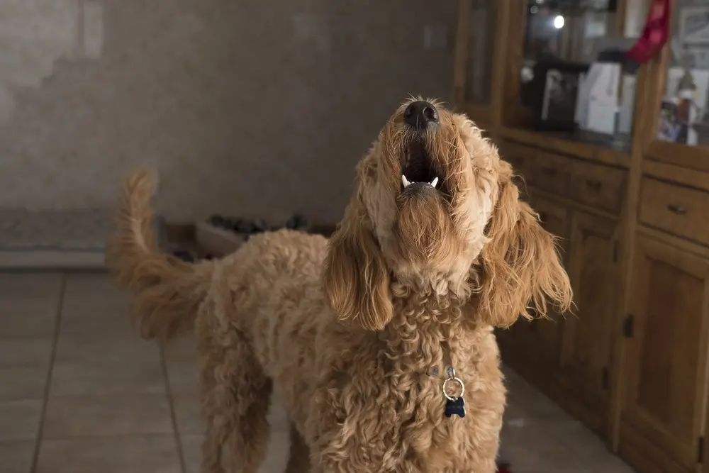 Cane e gatto incompatibili in casa: come capire cosa fare e come scegliere chi tenere