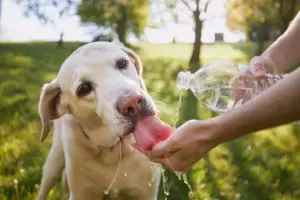 Idratazione negli animali domestici in estate: come regolarsi quando fa caldo