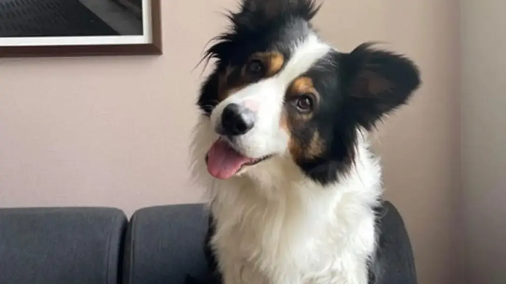 Perché i cani inclinano la testa quando parliamo: comunicazione, attenzione e interpretazione dei suoni