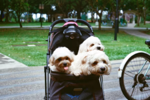 Cani nel passeggino: è giusto trattarli come bambini?