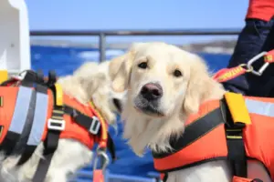 Dal soccorso alle biblioteche: gli animali che lavorano come professionisti