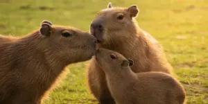 Capibara superstar: perché tutti gli animali vogliono essere suoi amici