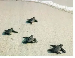 Animali del Mediterraneo: le specie tipiche della Sicilia tra mare, coste e biodiversità