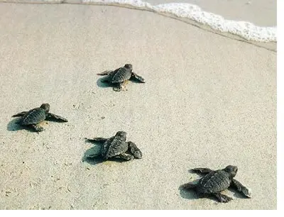 Animali del Mediterraneo: le specie tipiche della Sicilia tra mare, coste e biodiversità