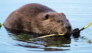 Animali architetti: chi costruisce le case più straordinarie della natura