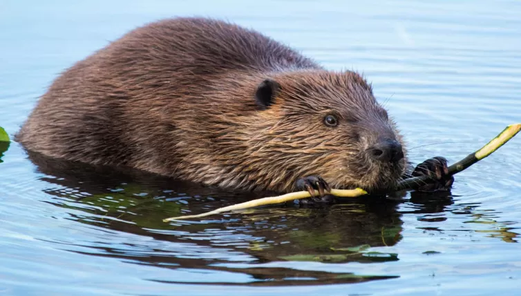 Animali architetti: chi costruisce le case più straordinarie della natura