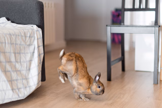 Quando un coniglio è felice lo dimostra così: il curioso binky