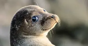 Specie a rischio estinzione in Italia e nel mondo: gli animali più minacciati e le cause principali