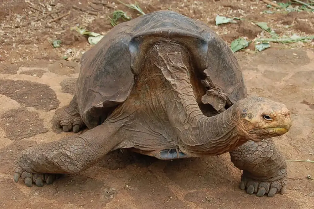 Le specie più longeve del pianeta: gli animali che sfidano il tempo