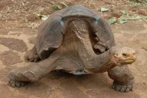 Le specie più longeve del pianeta: gli animali che sfidano il tempo