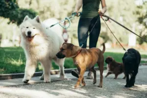 Dog sitter e cat sitter: una professione sempre più richiesta, ma servono competenza e professionalità
