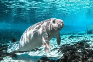 Le “sirene” del mare: il mistero dei dugonghi e lamantini