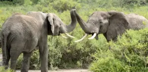 Gli animali che “parlano” molto più di quanto pensiamo