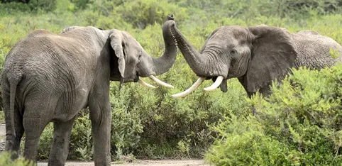 Gli animali che “parlano” molto più di quanto pensiamo