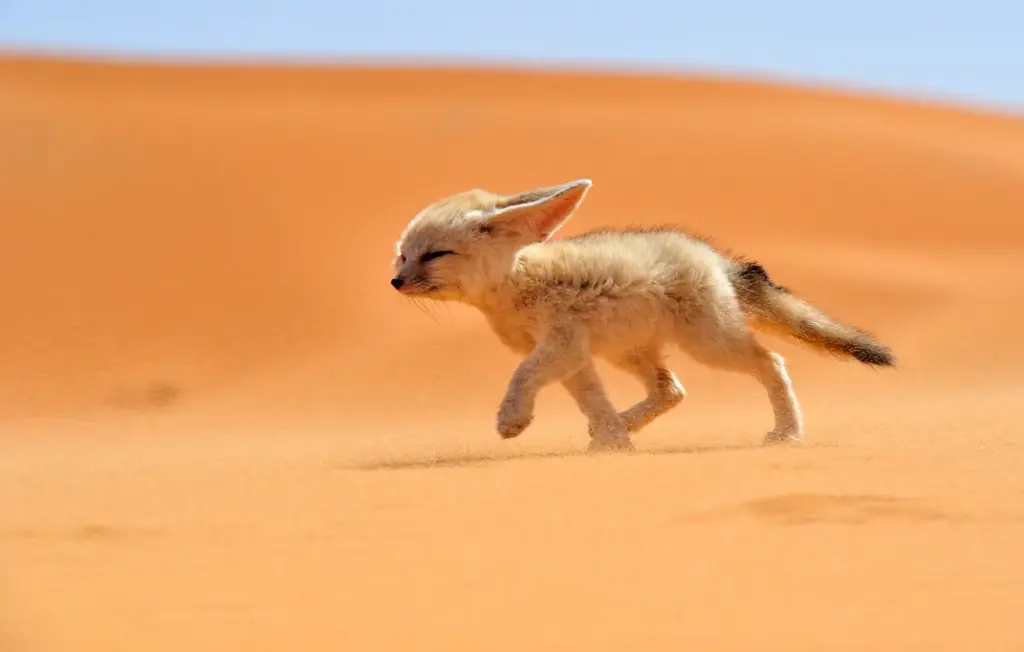 Adattamenti estremi: come gli animali sopravvivono in ambienti “impossibili”