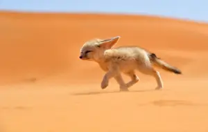 Adattamenti estremi: come gli animali sopravvivono in ambienti “impossibili”