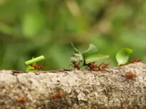 “Carriere” animali insolite: quando il lavoro non è solo umano