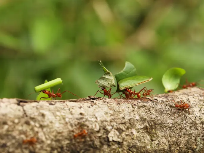 “Carriere” animali insolite: quando il lavoro non è solo umano