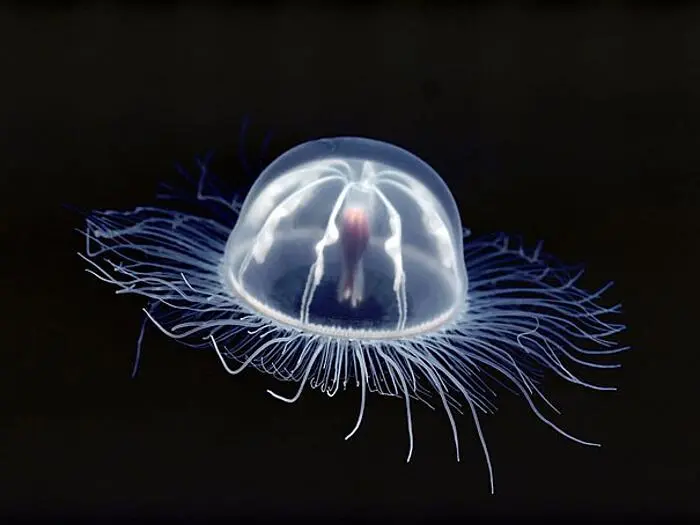 Gli animali che sembrano immortali: le specie che sfidano il tempo