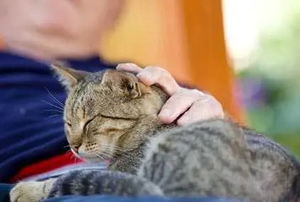 Il ruolo del cane e del gatto nel contrastare la solitudine degli anziani