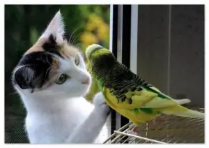 Le amicizie impossibili tra animali di specie diverse: storie sorprendenti di legami