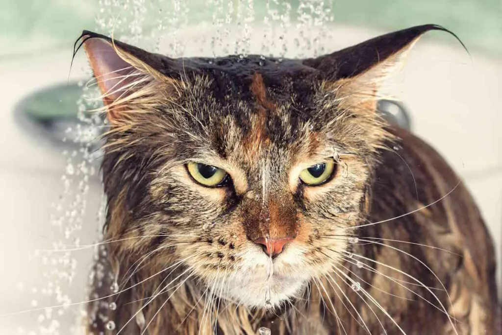 Perché i gatti odiano l’acqua (ma non tutti): evoluzione e differenze tra razze