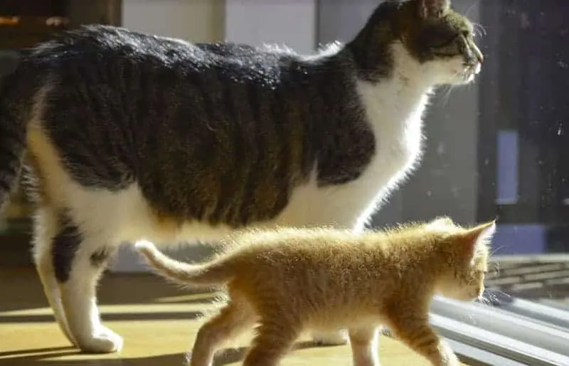 Gatti anziani e giovani insieme in casa: una convivenza possibile e spesso arricchente
