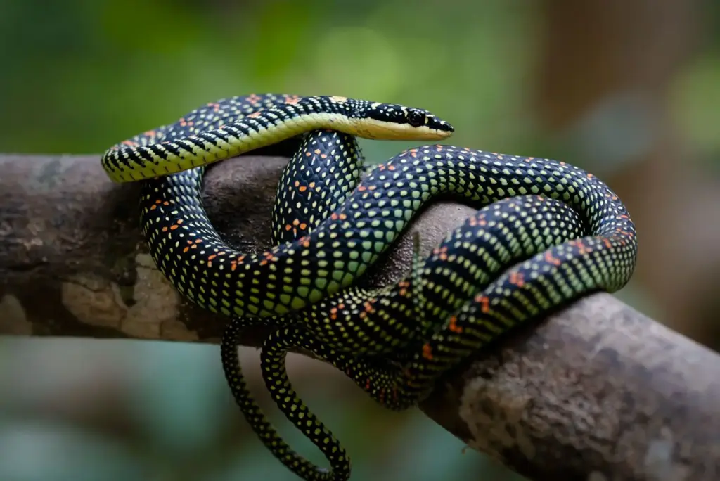 Perché alcuni serpenti “volano” tra gli alberi: il movimento planato e le strategie di caccia nel vuoto