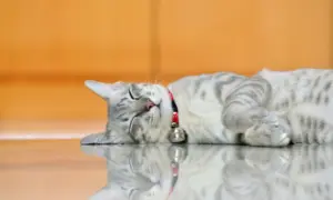 Cani e gatti soffrono il caldo come noi? Come lo dimostrano davvero