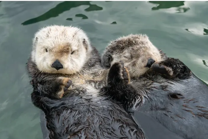 Le lontre dormono tenendosi per mano: gli animali più affettuosi del mare