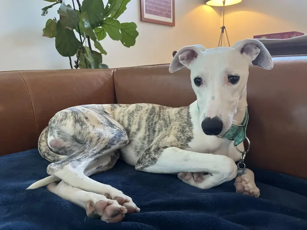 Le razze canine più adatte a chi vive in appartamento