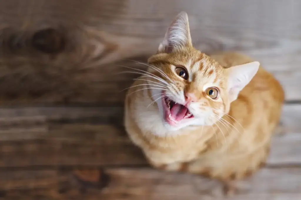 Come comprendere se il gatto miagola per noi o perché sta male