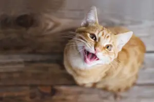 Come comprendere se il gatto miagola per noi o perché sta male