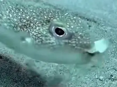 Il Pesce Palla Artista: il genio che disegna sul fondo del mare