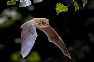 I pipistrelli sono davvero ciechi? Tutta la verità sull’ecolocalizzazione
