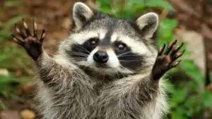 Gli animali che “rubano” oggetti agli umani (e perché lo fanno)