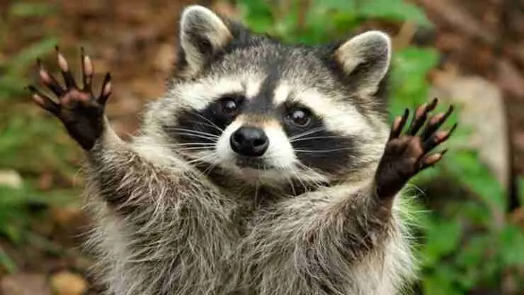 Gli animali che “rubano” oggetti agli umani (e perché lo fanno)