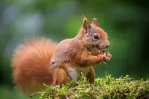 Animali nei parchi urbani: cosa si può incontrare tra prati, alberi e aree verdi cittadine