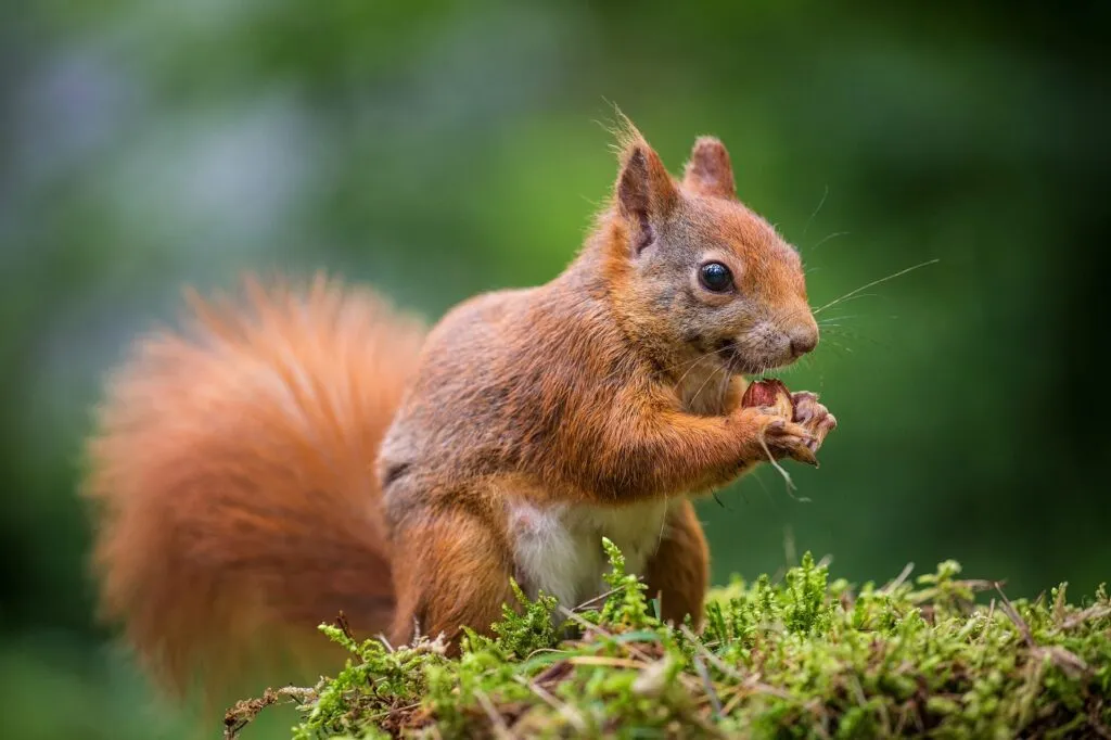 Animali nei parchi urbani: cosa si può incontrare tra prati, alberi e aree verdi cittadine
