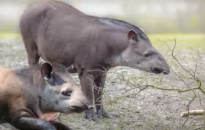Animali che sembrano scomparsi ma esistono ancora: specie rare e “fantasma” della natura