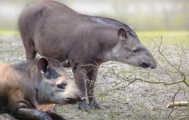 Animali che sembrano scomparsi ma esistono ancora: specie rare e “fantasma” della natura