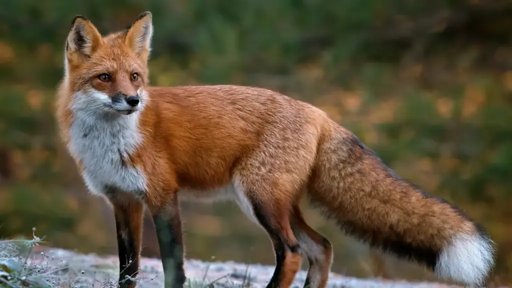 Gli animali “bugiardi”: quando la sopravvivenza diventa una messa in scena