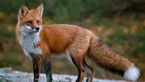 Gli animali “bugiardi”: quando la sopravvivenza diventa una messa in scena